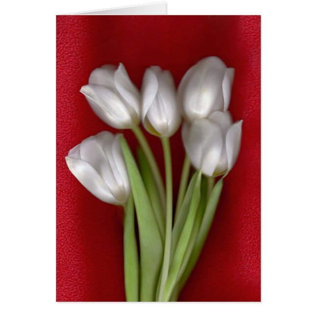 Weiß auf Rot (Vorne)