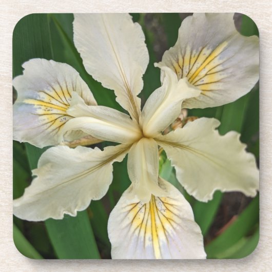 Weiß Beunabhängig Iris Bloom Floral Getränkeuntersetzer (Vorderseite)