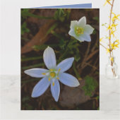 weiß blühen karte (Gelbe Blume)
