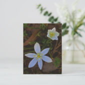 weiß blühend postkarte (Stehend Vorderseite)