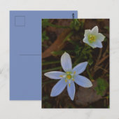weiß blühend postkarte (Vorne/Hinten)