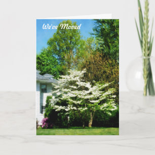 Weiß blühende Bäume Ankündigung