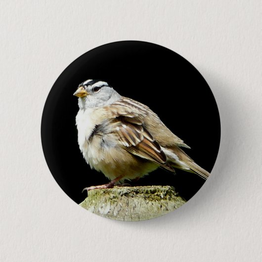 Weiß gekrönter Lied-Spatz Button (Vorderseite)