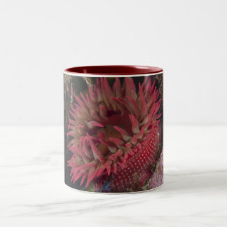 Weiß-gepunktete Rosen-Anemone Zweifarbige Tasse