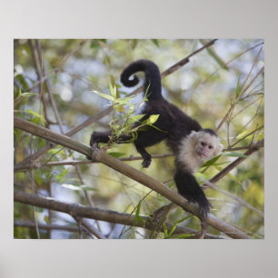 Weiß-Gesichtiger Capuchin, Guanacaste, Costa Rica Poster