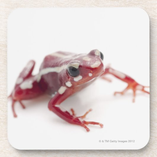 Weiß-gestreifter Gift-Pfeil-Frosch 2 Untersetzer (Vorderseite)