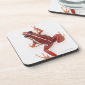 Weiß-gestreifter Gift-Pfeil-Frosch Untersetzer (Linke Seite)
