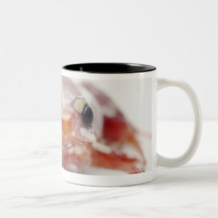weiß-gestreifter Giftpfeilfrosch (epipedobates Zweifarbige Tasse