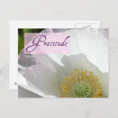 Weiß-Island-Mohnkarte Postkarte (Vorne/Hinten)