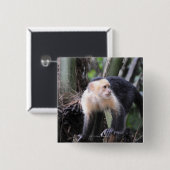 Weiß-köpfiger Capuchin, Cebus capucinus. Playa Button (Vorne & Hinten)
