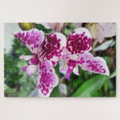 Weiß-Lila Phalaenopsis, Moth-Orchideen Puzzle (Horizontal)