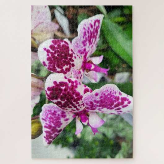 Weiß-Lila Phalaenopsis, Moth-Orchideen Puzzle (Vertikal)