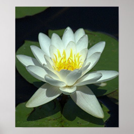 WEISS LOTUS BLOSSOM/NAH-UP/FOTOG. POSTER (Vorne)