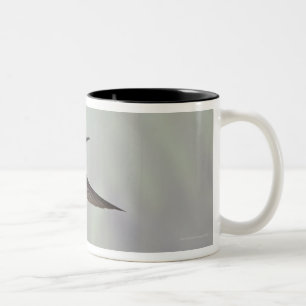 Weiß-necked Jacobin Florisuga melivora Costa 2 Zweifarbige Tasse