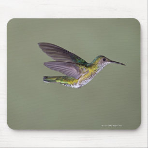 Weiß-necked Jacobin Florisuga melivora Costa Mousepad
