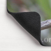 Weiß-ohriger Kolibri Mousepad (Ecke)