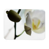 Weiß-Orchid-Weiches Foto-Magnet Magnet (Horizontal)