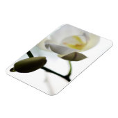 Weiß-Orchid-Weiches Foto-Magnet Magnet (Linke Seite)