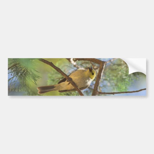 Weiß-plombiertes Honeyeater Autoaufkleber (Vorne)