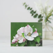 Weiß rosa Blossom blühender Apfelbaum Postkarte (Stehend Vorderseite)