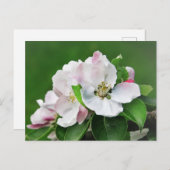 Weiß rosa Blossom blühender Apfelbaum Postkarte (Vorne/Hinten)