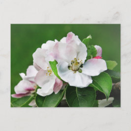 Weiß rosa Blossom blühender Apfelbaum Postkarte