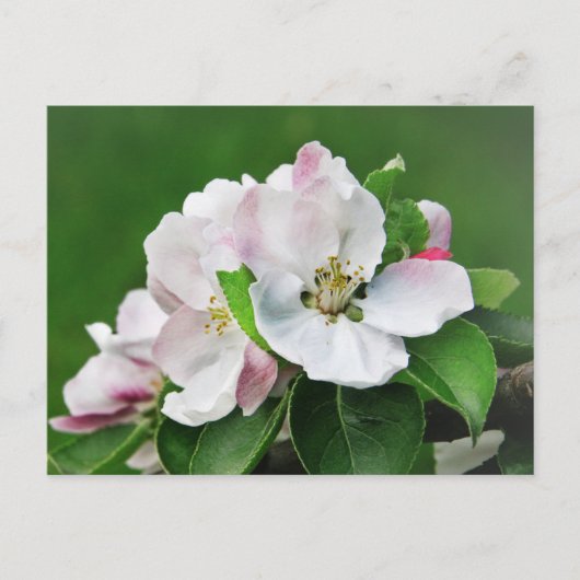 Weiß rosa Blossom blühender Apfelbaum Postkarte (Vorderseite)