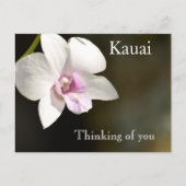 Weiß rosa Orchid Blume Kauai, Hawaii Postkarte (Vorderseite)
