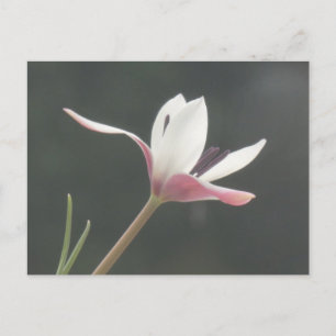Weiß rosa Tulip Nah Up Postkarte