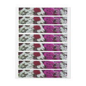 Weiß, Rosa und Rote Dianthus (Bogen)