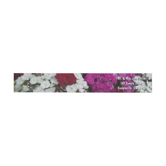Weiß, Rosa und Rote Dianthus (Person)