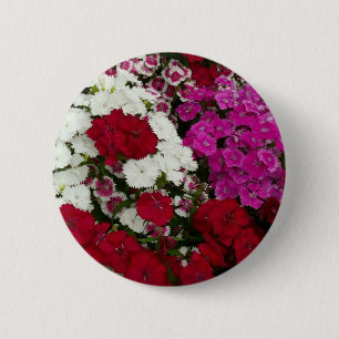 Weiß, Rosa und Rote Dianthus Button