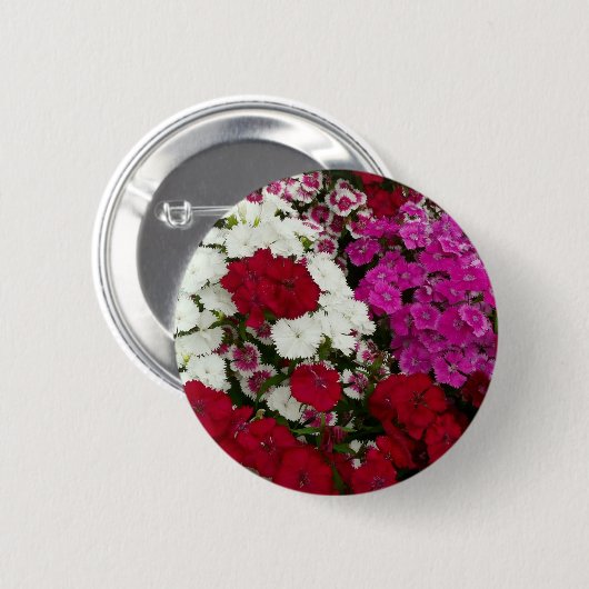 Weiß, Rosa und Rote Dianthus Button (Vorne & Hinten)