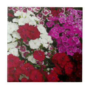 Weiß, Rosa und Rote Dianthus Fliese