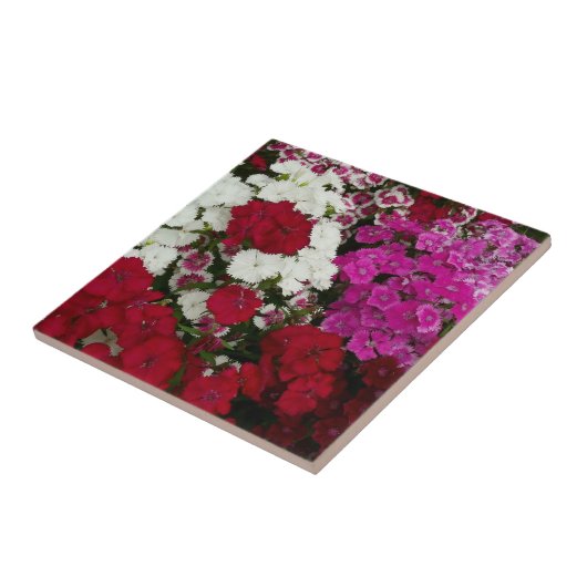 Weiß, Rosa und Rote Dianthus Fliese (Seite)