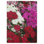Weiß, Rosa und Rote Dianthus Klemmbrett (Rückseite)