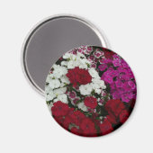 Weiß, Rosa und Rote Dianthus Magnet (Vorderseite/Rückseite)