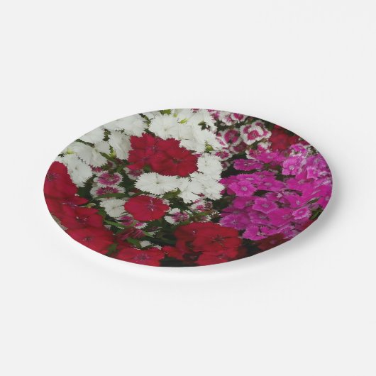 Weiß, Rosa und Rote Dianthus Pappteller (Schrägansicht)