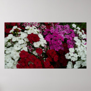 Weiß, Rosa und Rote Dianthus Poster