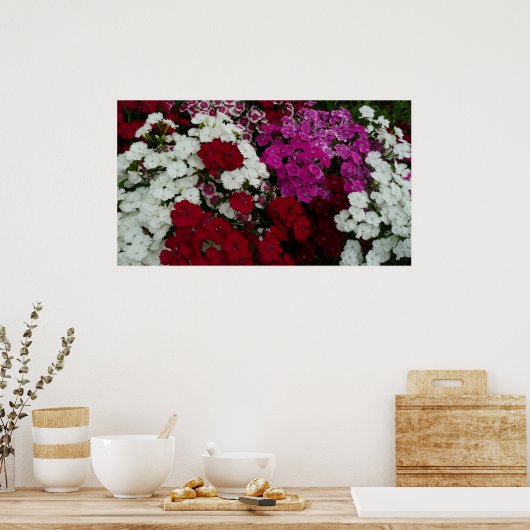Weiß, Rosa und Rote Dianthus Poster (Küche)