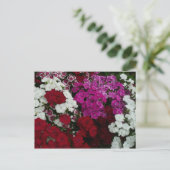 Weiß, Rosa und Rote Dianthus Postkarte (Stehend Vorderseite)