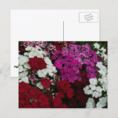 Weiß, Rosa und Rote Dianthus Postkarte (Vorne/Hinten)