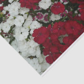 Weiß, Rosa und Rote Dianthus Seidenpapier (Ausschnitt)