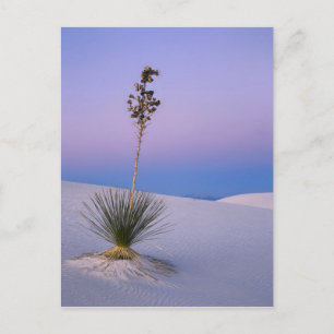 WEISS SANDT NATIONALES MONUMENT, NEUER MEXIKO. POSTKARTE