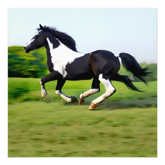 Weiß & Schwarz Schönes Pferd Galloping in der Natu Fotodruck