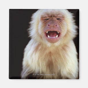 Weiß-throated Capuchin (Cebus capucinus) mit Magnet