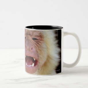 Weiß-throated Capuchin (Cebus capucinus) mit Zweifarbige Tasse