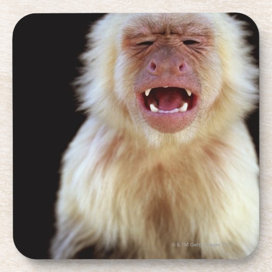 Weiß-throated Capuchin (Cebus capucinus) Untersetzer (Vorderseite)