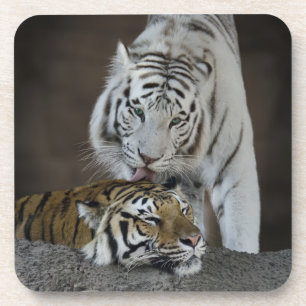 Weiß und Brown-Tiger-Stillstehen Getränkeuntersetzer