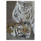 Weiß und Brown-Tiger-Stillstehen Klemmbrett (Rückseite)